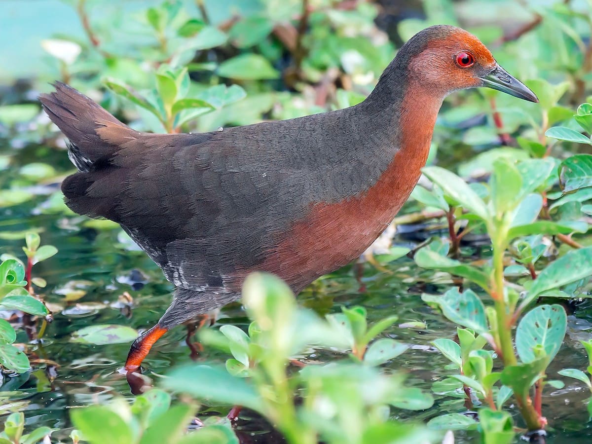 Ruddy-breasted Crake